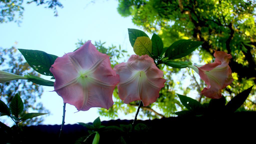 Hakuna Matata Hostel Cahuita Exteriér fotografie