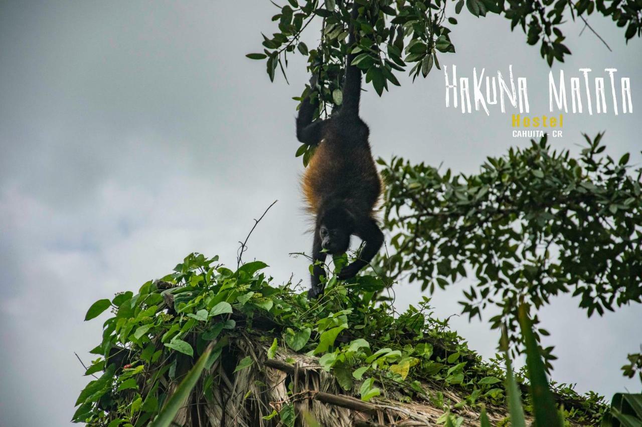 Hakuna Matata Hostel Cahuita Exteriér fotografie